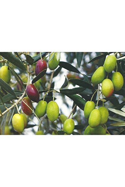 ASES 2 YAŞ TÜPLÜ SARI ULAK ZEYTİN FİDANI BOY 130-150 CM