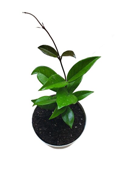 Byaysima Mum Çiçeği (yavruağzı) Renk Kokulu Hoya Carnosa Ev Ofis Salon Bitkisi