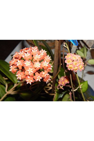 Byaysima Mum Çiçeği (yavruağzı) Renk Kokulu Hoya Carnosa Ev Ofis Salon Bitkisi