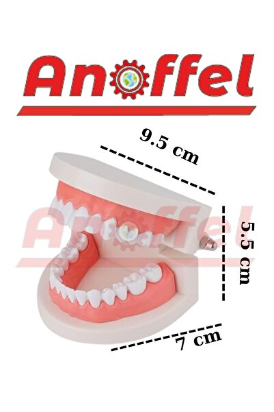 Anoffel Diş Modeli Anatomisi 1 Paket İnsan Diş Çene Modeli Eğitci Fen Biyoloj...