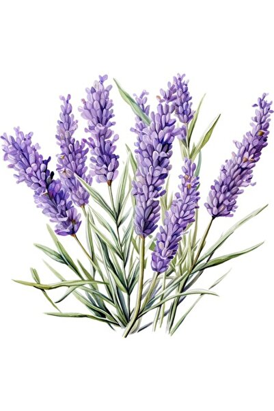 BV Autocolant decorativ, Lavandă, Mov, 62 cm, 1339STK-5