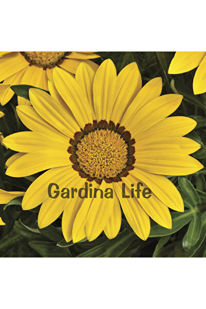 Gardina Gazanya Çiçeği Fidesi Yellow 10 Adet