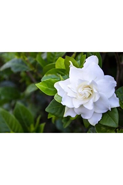 prestijiseed 20 Adet Beyaz Gardenya Çiçeği Tohumu Şefkat Çiçeği Veya Pelerin ...