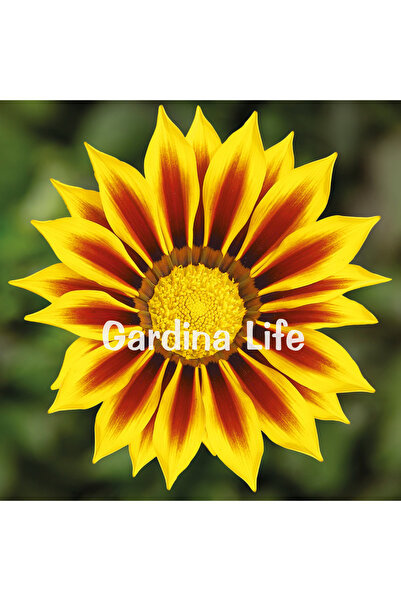 Gardina Gazanya Çiçeği Fidesi Yellow Flame 10 Adet