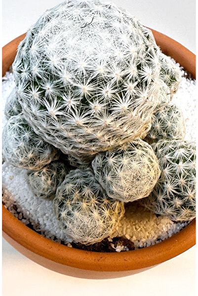 Le Bitki Atölyesi Mammillaria Humboldtii Pembe Çiçek Açan Kaktüs -El Yapımı Ç...