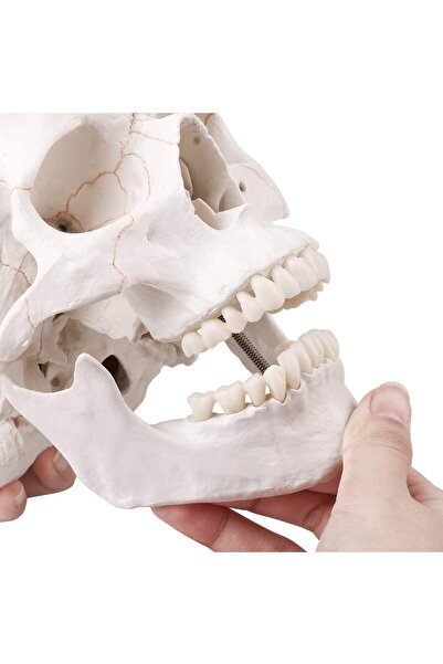 DMYRDH Medical Skull Model Life Size Removable Skull Cap Lower Jaw Skull Cap for Anatomy Teaching Learning