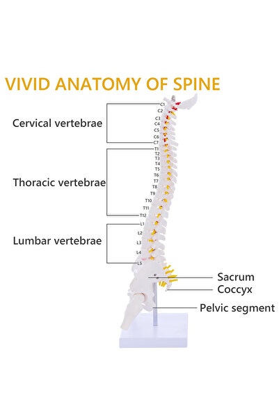 DMYRDH Flexible Human Spine Anatomy Model with Spinal Disc Pelvis All Nerves for Medical Learning Display