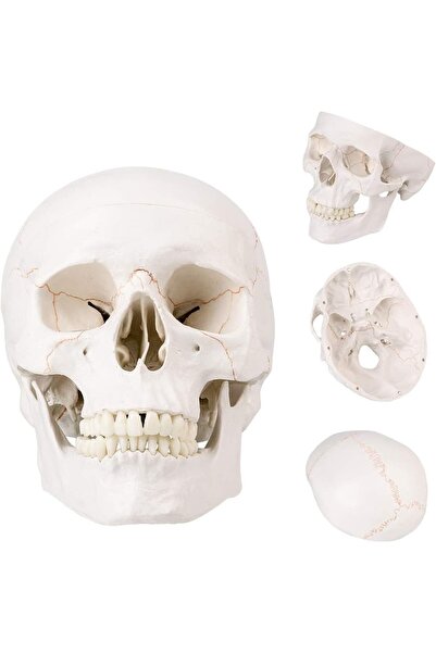 DMYRDH نموذج جمجمة طبي بالحجم الطبيعي، غطاء جمجمة قابل للإزالة، غطاء جمجمة الفك السفلي، لتعليم التشريح
