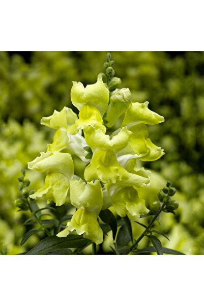 Gardina Aslanağzı Fidesi (Antirrhinum majus) YELLOW 10 Adet