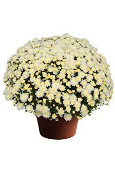 fidanpaketim Kasımpatı Çiçeği Krizantem Chrysanthemum Saksılı Dolgun Form Beyaz