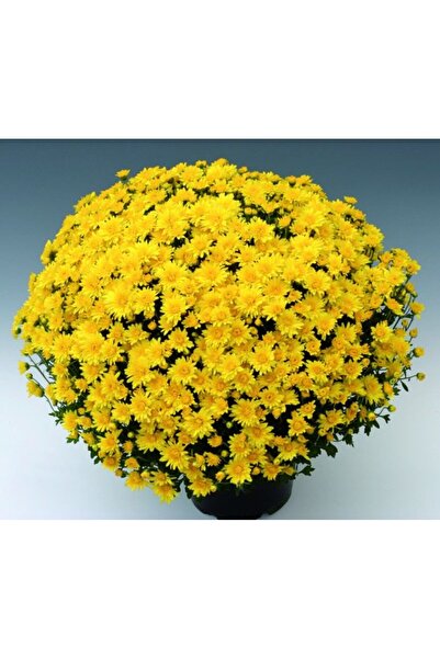 fidanpaketim Kasımpatı Çiçeği Krizantem Chrysanthemum Saksılı Dolgun Form Sarı