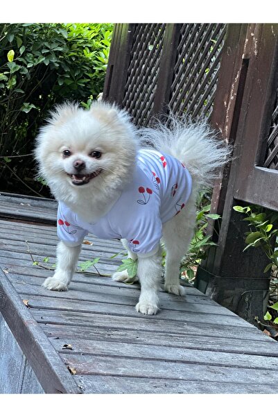 Petwinn مطبوع تي شيرت أساسي للقطط والكلاب