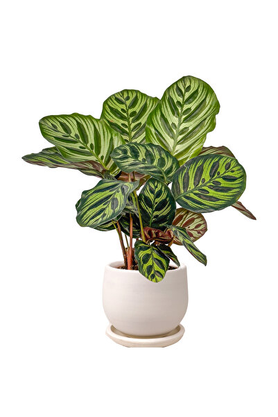 Fidanburada Kalatya Mini (Calathea Makoyana) Curvy Beyaz Saksılı
