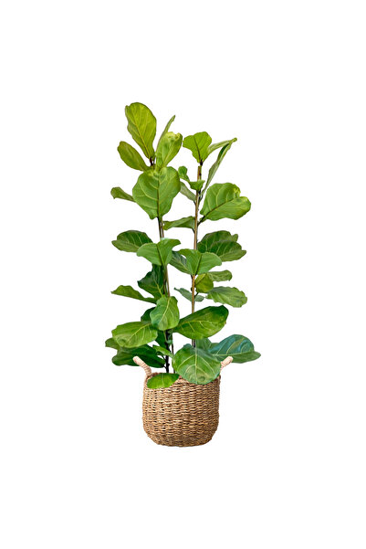 Fidanburada Keman Yapraklı Kauçuk - 2 Gövdeli (Ficus Lyrata) Basic Hasır Saksılı