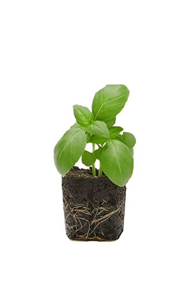 Nura Botanik 2 Adet Geniş Yapraklı Yeşil Reyhan Fidesi (5-10 Cm) (Tohum Değil...