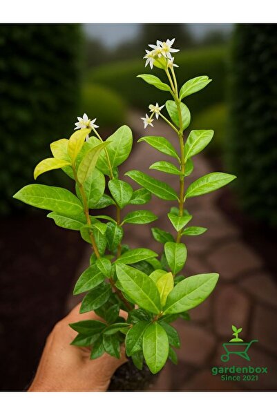 Nura Botanik Kokulu Arap Yasemini Sarmaşığı Fidanı Rhyncospermum Jasminoides ...
