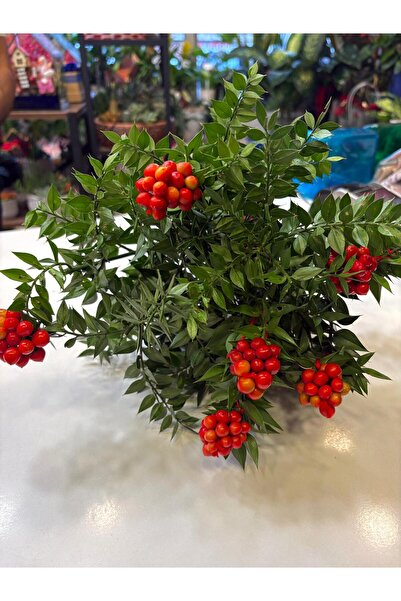 kurt41 باقة زهور الكوكايين من سلسلة لوكس هدية عيد الميلاد