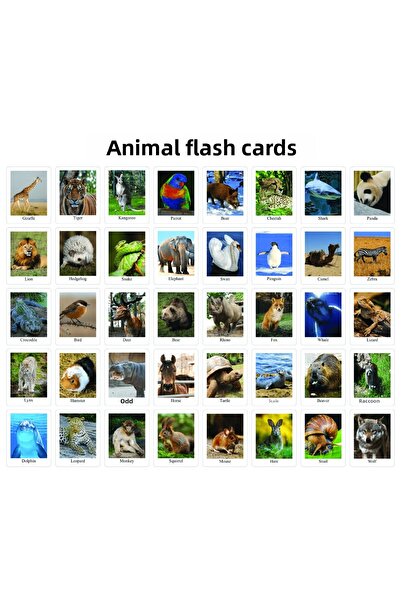 TELLGRAF REKLAM HİZMETLERİ سبورة حيوانات إنجليزية للمدارس (25x35 سم)