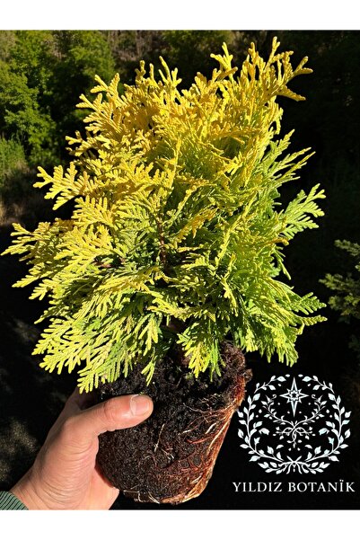 YILDIZ BOTANİK Sunkist Top Mazı Bitkisi Thuja Occidentalis Sunkist Fidanı 20-30 CM