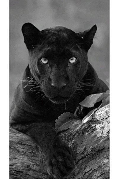 aydın garage Araba Kapı Direk Kaplama Folyosu kara panter