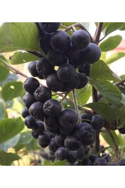 bitkifidan 3 Yaş Viking Aronya Fidanı