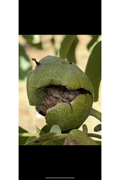 Çamlıbel Çiftliği 3 Kg - Ince Kabuklu Chandler Yerli Ceviz (GELİBOLU) - Yeni Hasat - Zeus Ceviz