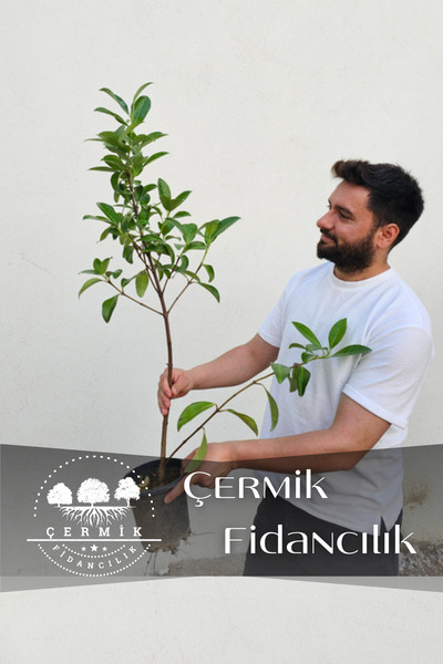 ÇERMİK FİDANCILIK Parlak Yapraklı Kartopu Fidanı Çit Bitkisi 60 - 100 Cm