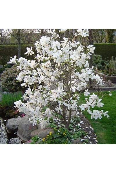 E-fidancim Magnolıa Soulangeana Loebneri Merrill Yoğun Kokulu Beyaz Çiçekli Manolya Fidanı