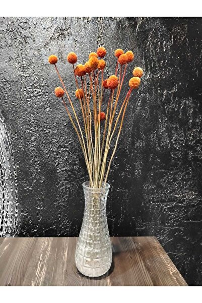 ÇINARASYADAHOME باقة زهور كراسبيديا (بيلي بوتن) الطبيعية الجافة بلون القهوة الفاتح، تدوم طويلاً، زينة للمنزل والطاولة