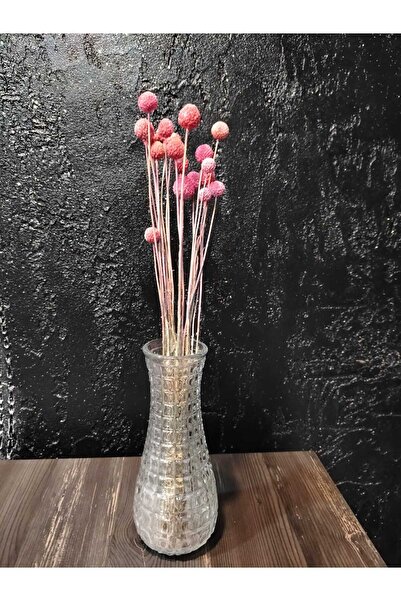 ÇINARASYADAHOME باقة زهور كراسبيديا (بيلي بوتن) الطبيعية الجافة باللون الوردي الفاتح، تدوم طويلاً، زينة للمنزل والطاولة