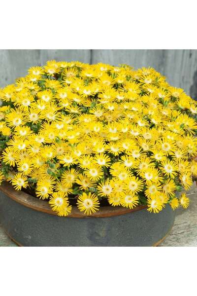 E-fidancim Yayılıcı Sarkıcı Delasporma Yellow Buz Çiçeği Fidesi (2 Adet)