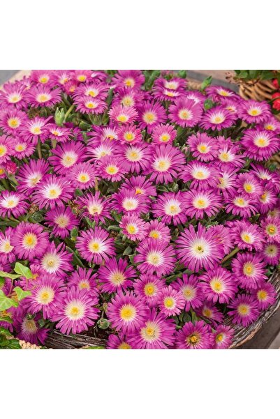 E-fidancim Yayılıcı Sarkıcı Delasporma Hot Pink Buz Çiçeği Fidesi (2 adet)