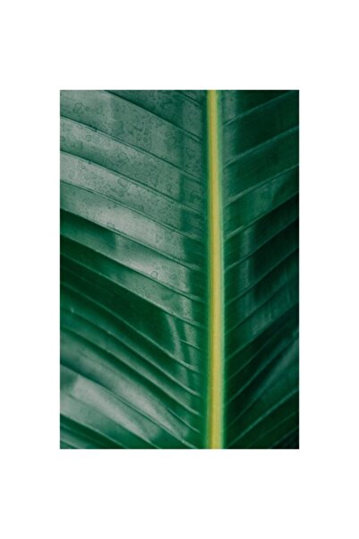 OEM Tablou Canvas - Frunza Close Up (2), 60 x 60 cm