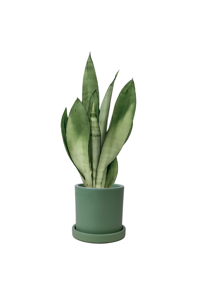 Fidanburada Paşa Kılıcı Mini (Sansevieria Moonshine) Ruby Yeşil Saksılı