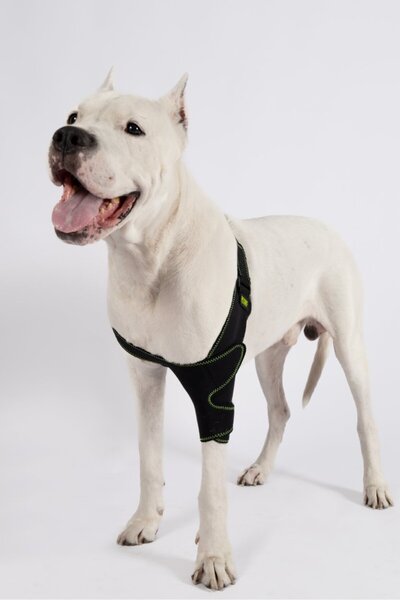 Petsuit دعامة مرفق الكلب - يسار ويمين