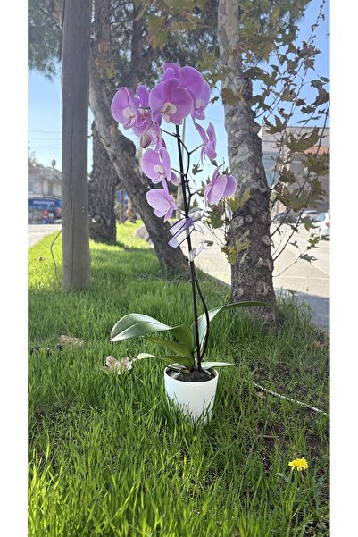 Orkide Çiçekli Bodur Bitkiler