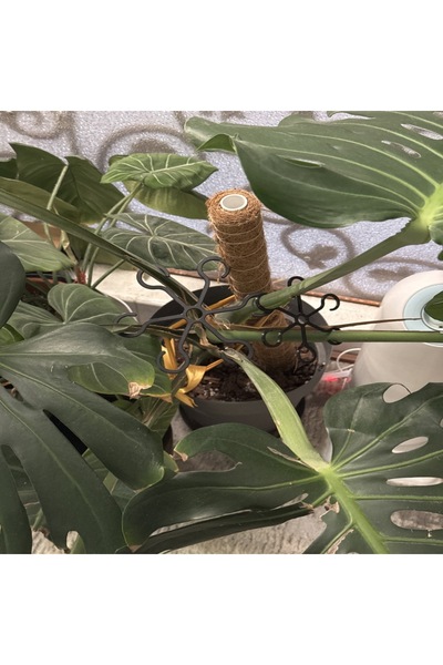 Plasfire Bitki Gövde Destek ve Sabitleme Klipsi | Dikey Büyüme İçin Pratik & ...