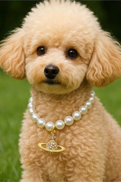 TAKIŞTIR Altın Renk Gezegen Figürlü İnci Detaylı L Beden Kedi Köpek Tasma