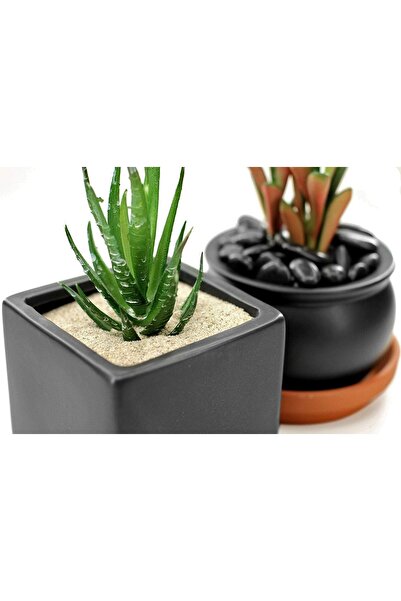 Raco Multi Purpose Natural Sand for Construction Flooring Aquarium Plants and DIY 1kg (WHITE)