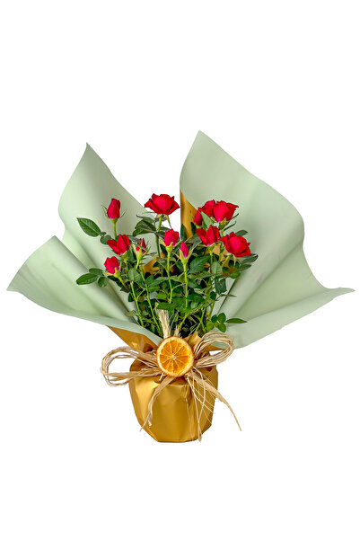 Fidanburada Kırmızı Minyatür Gül (Mini Rose) Hediye Paketli