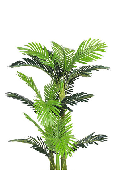 Generic 2-branch palm tree in a plastic tub