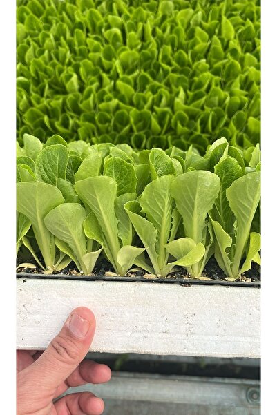 Kağan Fide Market Göbek Marul ( iceberg ) 10 Adet