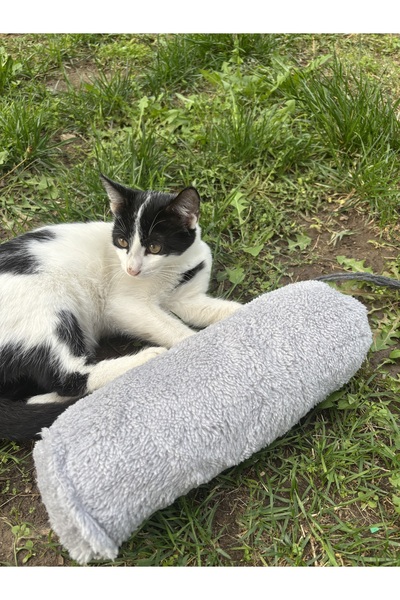 Petris Catnip Cat Play Pillow