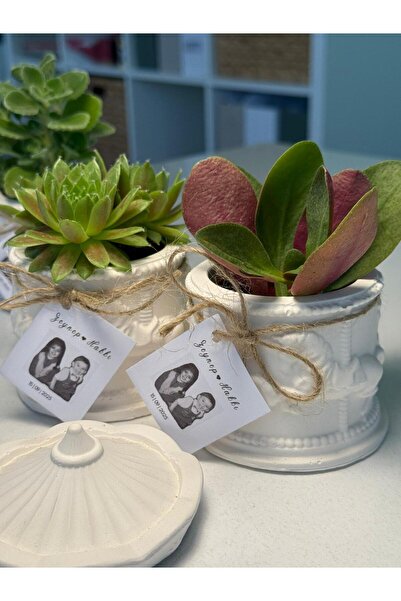 FİDAN PAZARI ATLIKARINCA MODEL DOĞUM NİŞAN SÖZ HEDİYELİĞİ BETON SAKSILI SUKULENT (20 ADET)
