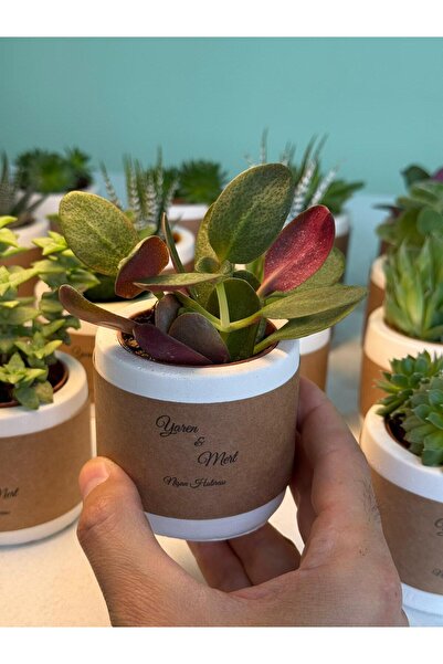 FİDAN PAZARI NİŞAN SÖZ HEDİYELİĞİ SİLİNDİR ÜZERİNE KRAFT İSİMLİK KAPLAMA MODEL BETON SAKSILI SUKULENT (20 ADET)