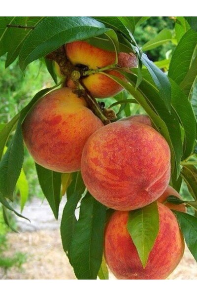 fidanzade Şeftali Fidanı Temmuz Hasatlı 3 Yaşlı 120 - 150 CM