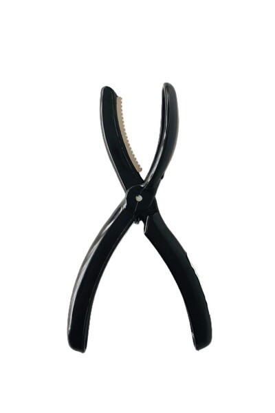 honey baby Urve Practical Chestnut Beetle