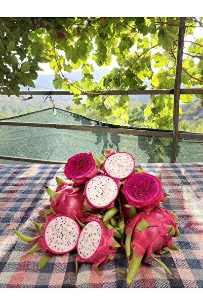 Organikhasatcim Ejder meyvesi