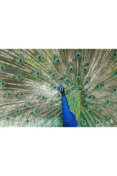 Genel Markalar Tavus Kuşu Güzelliği Turkuaz Tonlar 1000 Parça Ahşap (MDF ) Pu...