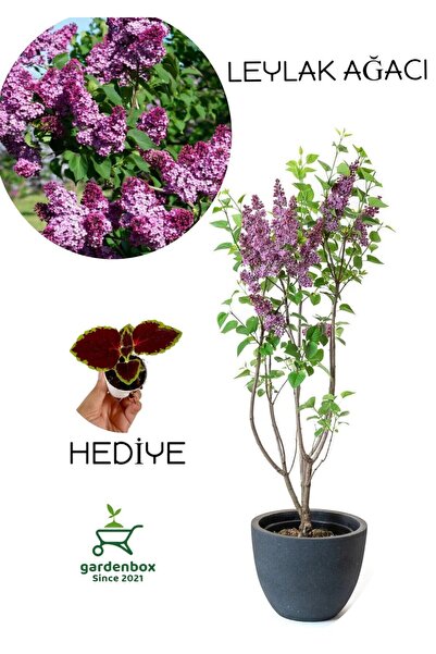 serada decor & plant Yoğun Kokulu Leylak Çiçeği Fidanı 1 ADET Saksılı (40-60C...